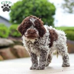 Bluey/Lagotto Romagnolo									Puppy/Male	/9 Weeks,Meet me, Bluey! I’m a very cute AKC Lagotto puppy with a fluffy, curly coat and a fun-loving personality that keeps everyone smiling. I love exploring new things, playing with my toys, and following my favorite people wherever they go. I’m curious, affectionate, and always ready for cuddle time after a day of adventures. With my sweet nature and adorable face, I’m sure to bring lots of joy, laughter, and love to my forever family!