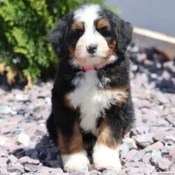 Rose/Bernedoodle									Puppy/Female	/14 Weeks,Meet Rose! She is an amazing little girl. She has absolutely stunning Bernese markings but she also has the benefit of being hypoallergenic! She will have a beautiful thick wavy coat when she is full grown. We expect her to be around 30-40 pounds full grown. Rose is a very sweet girl and loves to play but she is also content to do her own thing if you are busy! She is a little love bug and she loves to give kisses. If your looking for a great family dog or hiking companion, Rose is your girl! We would love to have you come visit her! Reach out to us by call or text at to set up a in person visit or a Zoom call if that fits your schedule better. Such an amazing little girl won’t be available long! Both of Rose’s parents are they are very healthy dogs! So we have very high expectations for Rose and we want her to have a great life with a great family! Rose will also come home with all of her vaccinations and deworming up-to-date, a doctors health certificate, and a two year genetic health guarantee. She will also be microchipped.