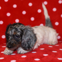 Adopt a dog:Madge/Dachshund/Female/April 9, 2026,Hi, I'm Madge! I'm an 8-week-old female Dachshund with a beautiful silver dapple coat, born on April 9. I am ready now to plan my trip to my forever family. I'm ACA registered. Be prepared for endless love, laughter, and puppy kisses.