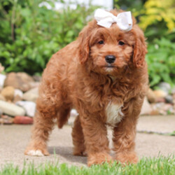 Adopt a dog:Sadie/Goldendoodle/Female/March 14, 2026,Hi, I'm Sadie! I'm a 12-week-old female Goldendoodle. My dad is a Poodle and my mom is a Goldendoodle. I have a beautiful red coat, and I was born on March 14. I am ready now to plan my trip to my forever family. I'm excited to be your cuddle buddy and adventure pal.