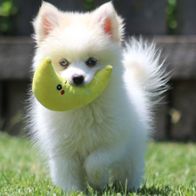 Randy/Pomsky/Female/February 24, 2026