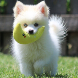 Adopt a dog:Randy/Pomsky/Female/February 24, 2026,Hi, I'm Randy! I'm a 15-week-old male Pomsky. My dad is a Pomsky and my mom is a Pomsky. I have a beautiful white coat, and I was born on February 24. I am ready now to plan my trip to my forever family. Once I reach my adult size, I'm expected to weigh between 14–18 lbs. I'm ICA registered. My little paws are itching to meet my forever family.