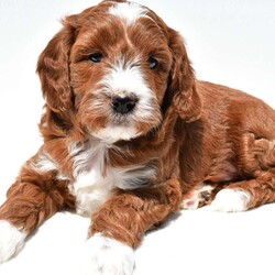 Ace/Mini Goldendoodle									Puppy/Male	/April 4th, 2026,This beautiful Goldendoodle puppy is looking for a loving forever home! Known for their affectionate nature and friendly personalities, Goldendoodles make wonderful family companions and fit well into many different lifestyles. This sweet pup has a gentle, laid-back temperament and loves being around people, making them great with children and other pets.