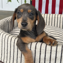 Adopt a dog:Sky/Dachshund/Female/March 30, 2026,Hi, I'm Sky! I'm a 12-week-old female Dachshund with a beautiful blue & tan coat, born on March 30. I am ready now to plan my trip to my forever family. I'm UABR registered. I'm ready to shower you with love and lots of wet-nosed kisses.