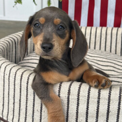 Adopt a dog:Sky/Dachshund/Female/March 30, 2026,Hi, I'm Sky! I'm a 12-week-old female Dachshund with a beautiful blue & tan coat, born on March 30. I am ready now to plan my trip to my forever family. I'm UABR registered. I'm ready to shower you with love and lots of wet-nosed kisses.