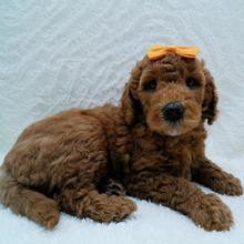 Mac/Goldendoodle/Female/May 5, 2026