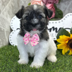 Adopt a dog:Easy/Havanese/Female/April 30, 2026,Hi, I'm Easy! I'm a 7-week-old male Havanese with a beautiful black brindle coat, born on April 30. I'll be ready to go home to my forever family after July 2, once I'm grown enough to leave my litter. When I reach my adult size, I should weigh between 9–12 lbs. I'm AKC registered. I can't wait to bring my big puppy heart and wagging tail into your home.
