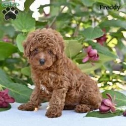 Freddy/Toy Poodle									Puppy/Male	/8 Weeks,Our adorable Toy Poodle puppies are looking for loving homes where they can be cherished as part of the family! These sweet little puppies are family raised with lots of love and attention .Toy Poodles are known for their intelligent, affectionate personalities and their playful, loyal nature, making them a wonderful choice for anyone looking for a small companion with a big heart.