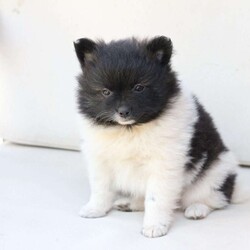 Callie/Pomeranian									Puppy/Female	/May 14th, 2026,Callie is one of three in her litter, her approximate adult weight is 7 to 8 pounds 