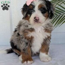 Annie/Mini Bernedoodle									Puppy/Female	/8 Weeks,Hello everyone! Meet our precious little girl, Annie. She is a beautiful F1 blue-merle mini bernedoodle with a very beautiful coat of soft wavy hair! Her coat is a very unique color of blue! Annie has a very sweet temperament andis very well socialized! She is very playful and is sure to make the perfect companion to anyone giving her a loving home! Annie would make the perfect companion to go on walks with or if you are looking for someone to snuggle up on the couch with she is always up for that as well! Annie will be available to go home on July 7th..