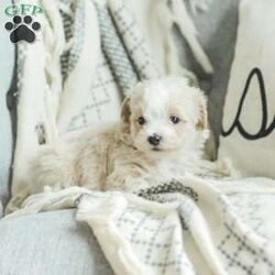 Arlo/Maltipoo									Puppy/Male	/7 Weeks,Our Maltipoo puppies will make the perfect addition to your family! They have calm and docile personalities and are absolutely adorable! Our children love to play with them and they get lots of cuddles and attention from them! 