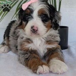 Annie/Mini Bernedoodle									Puppy/Female	/8 Weeks,Hello everyone! Meet our precious little girl, Annie. She is a beautiful F1 blue-merle mini bernedoodle with a very beautiful coat of soft wavy hair! Her coat is a very unique color of blue! Annie has a very sweet temperament andis very well socialized! She is very playful and is sure to make the perfect companion to anyone giving her a loving home! Annie would make the perfect companion to go on walks with or if you are looking for someone to snuggle up on the couch with she is always up for that as well! Annie will be available to go home on July 7th..