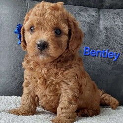 Bentley/Cavapoo									Puppy/Male	/7 Weeks,Meet sweet lil Bentley!! Family raised with lots of love well socialized with children and adults caring heart who will always be there comforting you with lots of love!! We have 3 children so our fur-babies get lots of attention! To schedule a visit contact Susan, im a at home mom so im pretty available! You would get along vet certificate, microchip numbers, health records, warranty that’s good for up to 1 year and a lil baggy food! 