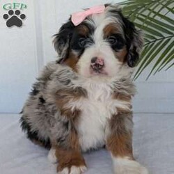 Annie/Mini Bernedoodle									Puppy/Female	/8 Weeks,Hello everyone! Meet our precious little girl, Annie. She is a beautiful F1 blue-merle mini bernedoodle with a very beautiful coat of soft wavy hair! Her coat is a very unique color of blue! Annie has a very sweet temperament andis very well socialized! She is very playful and is sure to make the perfect companion to anyone giving her a loving home! Annie would make the perfect companion to go on walks with or if you are looking for someone to snuggle up on the couch with she is always up for that as well! Annie will be available to go home on July 7th..