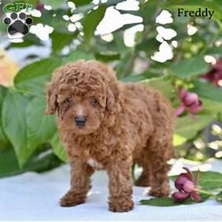 Freddy/Toy Poodle									Puppy/Male	/8 Weeks,Our adorable Toy Poodle puppies are looking for loving homes where they can be cherished as part of the family! These sweet little puppies are family raised with lots of love and attention .Toy Poodles are known for their intelligent, affectionate personalities and their playful, loyal nature, making them a wonderful choice for anyone looking for a small companion with a big heart.