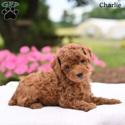 Charlie/Toy Poodle									Puppy/Male	/7 Weeks,Our adorable Toy Poodle puppies are looking for loving homes where they will be cherished as beloved family companions. These sweet puppies have been lovingly raised and are well socialized, making them friendly, affectionate, and comfortable around people.