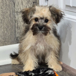 Adopt a dog:Pinto/Maltipoo/Female/February 6, 2026,Hi, I'm Pinto! I'm a 21-week-old male Maltipoo. My dad is a Maltese and my mom is a Poodle. I have a beautiful chocolate sable coat, and I was born on February 6. I am ready now to plan my trip to my forever family. Once I reach my adult size, I'm expected to weigh between 5–6 lbs. I can't wait to bring my wagging tail and loving heart to your home.