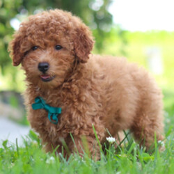Adopt a dog:Freddy/Cavapoo/Female/April 18, 2026,Hi, I'm Freddy! I'm an 11-week-old male Cavapoo. My dad is a Poodle and my mom is a Cavapoo. I have a beautiful red coat, and I was born on April 18. I am ready now to plan my trip to my forever family. Once I reach my adult size, I'm expected to weigh between 10–20 lbs. I'm ready to make every day a little brighter with my puppy love.