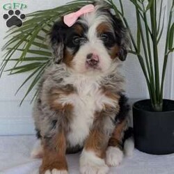 Annie/Mini Bernedoodle									Puppy/Female	/8 Weeks,Hello everyone! Meet our precious little girl, Annie. She is a beautiful F1 blue-merle mini bernedoodle with a very beautiful coat of soft wavy hair! Her coat is a very unique color of blue! Annie has a very sweet temperament andis very well socialized! She is very playful and is sure to make the perfect companion to anyone giving her a loving home! Annie would make the perfect companion to go on walks with or if you are looking for someone to snuggle up on the couch with she is always up for that as well! Annie will be available to go home on July 7th..
