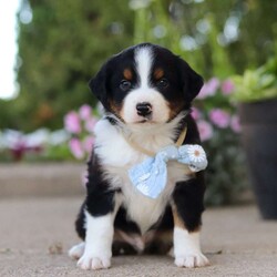 Frankie/Miniature Australian Shepherd									Puppy/Male	/7 Weeks,Hi, my name is Frankie, and I’m an absolutely adorable ASDR Mini Australian Shepherd puppy with a big personality and a heart full of love! I’m a sweet and playful little companion who loves soaking up attention, exploring the world around me, and enjoying all the fun adventures that sunny days bring. I have a bright spirit, a curious nature, and a lovable personality that makes every moment more special. With my fluffy coat, adorable puppy eyes, and charming Toy Aussie looks, I’m sure to steal your heart wherever I go. I can’t wait to spend my days making memories, enjoying outdoor adventures, and bringing endless love and happiness to my forever family!