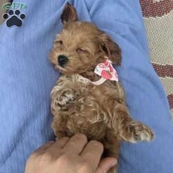 Lilly/Maltipoo									Puppy/Female	/8 Weeks,Meet Lilly our most precious little girl! She is a beautiful red color and is so precious, she loves being held and snuggled and next she’s off playing with our young children , her mom Luna takes the best care of her little ones and has a calming temperament, the babies are being dewormed regularly and vaccinated, they’ll be health checked by our local vet and also micro chipped , the babies get love and attention every day! Her estimate adult weight will be around 10#-12#s , if you love puppies as much as we do and want to give Lilly the best home call or text . 