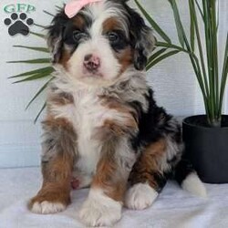 Annie/Mini Bernedoodle									Puppy/Female	/8 Weeks,Hello everyone! Meet our precious little girl, Annie. She is a beautiful F1 blue-merle mini bernedoodle with a very beautiful coat of soft wavy hair! Her coat is a very unique color of blue! Annie has a very sweet temperament andis very well socialized! She is very playful and is sure to make the perfect companion to anyone giving her a loving home! Annie would make the perfect companion to go on walks with or if you are looking for someone to snuggle up on the couch with she is always up for that as well! Annie will be available to go home on July 7th..