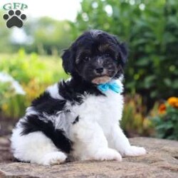 Joey/Havapoo									Puppy/Male	/8 Weeks,Hi, my name is Joey, and I’m an absolutely adorable Havapoo puppy with a sweet personality and a heart full of love! I’m a charming little companion who loves exploring new things, playing with my favorite toys, and soaking up all the attention I can get. I have a gentle nature, a happy spirit, and a lovable personality that makes me so special. With my soft, fluffy coat, adorable puppy eyes, and irresistible Havapoo charm, I’m sure to bring endless smiles, cuddles, and joy to my forever family. I’m a fun-loving pup who will make every day a little brighter with my playful energy and sweet affection!
