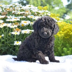 Theo/Miniature Poodle									Puppy/Male	/May 18th, 2026,Check out this adorable Mini Poodle, Theo! This precious pup is vet checked & up to date on shots & wormer, plus comes with a health guarantee provided by the breeder! Theo is well socialized & currently being family raised with children!