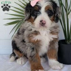 Annie/Mini Bernedoodle									Puppy/Female	/8 Weeks,Hello everyone! Meet our precious little girl, Annie. She is a beautiful F1 blue-merle mini bernedoodle with a very beautiful coat of soft wavy hair! Her coat is a very unique color of blue! Annie has a very sweet temperament andis very well socialized! She is very playful and is sure to make the perfect companion to anyone giving her a loving home! Annie would make the perfect companion to go on walks with or if you are looking for someone to snuggle up on the couch with she is always up for that as well! Annie will be available to go home on July 7th..