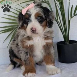 Annie/Mini Bernedoodle									Puppy/Female	/8 Weeks,Hello everyone! Meet our precious little girl, Annie. She is a beautiful F1 blue-merle mini bernedoodle with a very beautiful coat of soft wavy hair! Her coat is a very unique color of blue! Annie has a very sweet temperament andis very well socialized! She is very playful and is sure to make the perfect companion to anyone giving her a loving home! Annie would make the perfect companion to go on walks with or if you are looking for someone to snuggle up on the couch with she is always up for that as well! Annie will be available to go home on July 7th..