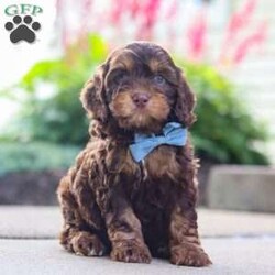 Warren/Cockapoo									Puppy/Male	/8 Weeks,Meet Warren, an absolutely adorable F1 Cockapoo puppy with a playful personality and a heart full of love! This sweet little boy loves exploring his surroundings, chasing after toys, and cuddling up for cozy naps after a fun day of play. With his soft fluffy coat, bright eyes, and happy spirit, he brings joy everywhere he goes. Friendly, affectionate, and full of charm, this precious puppy is sure to make every day brighter with his loving nature and adorable antics.