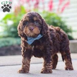 Warren/Cockapoo									Puppy/Male	/8 Weeks,Meet Warren, an absolutely adorable F1 Cockapoo puppy with a playful personality and a heart full of love! This sweet little boy loves exploring his surroundings, chasing after toys, and cuddling up for cozy naps after a fun day of play. With his soft fluffy coat, bright eyes, and happy spirit, he brings joy everywhere he goes. Friendly, affectionate, and full of charm, this precious puppy is sure to make every day brighter with his loving nature and adorable antics.