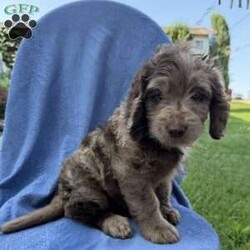 Remi/Labradoodle									Puppy/Female	/7 Weeks,Our adorable Labradoodle puppies are looking for their forever families! These sweet pups are raised with lots of love and are well-socialized, making them wonderful companions for families, couples, or individuals. Medium size (great for any home) Friendly, affectionate, and intelligent Low-shedding, soft coats, Great with other pets , Health checked and up to date on age-appropriate vaccinations and deworming! If you’re looking for a loyal best friend with a loving personality, one of these precious Labradoodles could be the perfect addition to your family!
