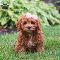 Addy/Cavapoo									Puppy/Female	/13 Weeks,Meet Addy, the epitome of charm and cuteness in the form of a Cavapoo puppy! She is a delightful blend of energy, intelligence, and affection, ready to prance into your heart and home. Her expressive eyes and wagging tail show the joy and warmth she brings to every interaction. Raised with love and care, she is the perfect fit for families and individuals alike, ready to become a cherished member of your family. With her soft, fluffy coat, she makes the perfect little snuggle buddy. Thanks to her Poodle heritage, she is intelligent and quick to pick up on new things, making her easy to train and adaptable to a variety of situations.