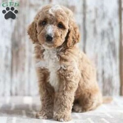 Nick/Mini Labradoodle									Puppy/Male	/9 Weeks,This is Nick. He is a handsome red haired little guy looking for a fur-ever home! He’d love to be your best friend! Family raised, up to date on shots and dewormer, and comes with a 1 year genetic health guarantee. He’s socialized with our children, who help care for the puppies!! He comes with a small bag of food, blanket, toy and a collar. Give us a call today! We’re open Monday-Saturday 8-8 and closed on Sundays. Sunday messages will be returned on Monday. Country Echo Pets,  Raymond Lapp Sunbury Pa 17801 Pa License #17927