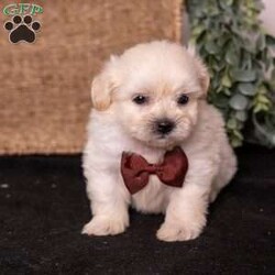 Marlin/Teddy Bear									Puppy/Male	/7 Weeks,Meet Marlin, a gorgeous cream teddy bear puppy with a soft, creamy white coat and an irresistibly sweet, fluffy appearance. Teddy bear puppies—also called Shichons or Zuchons—are a beloved cross between the Shih Tzu and Bichon Frise. Known for their plush coats, rounded faces, and small, sturdy frames, these companions typically grow to between 10 and 18 pounds. Their gentle, affectionate nature and adaptability make them an excellent choice for families, couples, seniors, and first-time dog owners alike.
