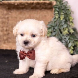 Marlin/Teddy Bear									Puppy/Male	/7 Weeks,Meet Marlin, a gorgeous cream teddy bear puppy with a soft, creamy white coat and an irresistibly sweet, fluffy appearance. Teddy bear puppies—also called Shichons or Zuchons—are a beloved cross between the Shih Tzu and Bichon Frise. Known for their plush coats, rounded faces, and small, sturdy frames, these companions typically grow to between 10 and 18 pounds. Their gentle, affectionate nature and adaptability make them an excellent choice for families, couples, seniors, and first-time dog owners alike.