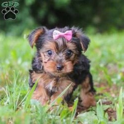 Luna/Yorkie									Puppy/Female	/9 Weeks,Hi, my name is Luna, and I’m an adorable ACA Registered Yorkshire Terrier puppy with a sweet personality and plenty of love to give! I have a beautiful coat, bright little eyes, and a playful, affectionate nature that makes me a wonderful companion. I enjoy exploring, playing with toys, and spending time with people, but I also love curling up for snuggles when it’s time to relax. I am up to date on my vaccines and dewormer and come with a one-year genetic health guarantee. My estimated adult weight is around 9 pounds, making me the perfect little companion to take along on life’s adventures.
