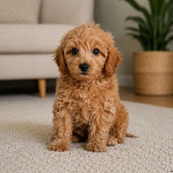 Bella/Cavapoo									Puppy/Female	/11 Weeks,Are you looking for an awesome puppy ? This one would love to be your buddy !! Bred to bring joy and love to your life !!