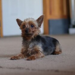 Lola/Yorkie									Puppy/Female	/11 Weeks,Hi, my name is Lola! I’m an adorable ACA Registered Yorkshire Terrier with a playful personality and a heart full of love. I enjoy spending my days exploring, playing with my favorite toys, and snuggling up for plenty of cuddles. My small size and affectionate nature make me a wonderful companion, whether you’re looking for a loyal best friend or a loving addition to your family.