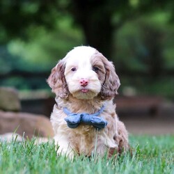 Oakley/Cockapoo									Puppy/Male	/9 Weeks,Hi, my name is Oakley, and I’m an absolutely adorable Cockapoo puppy with a sweet personality and a heart full of love! I’m playful, affectionate, and always ready to brighten your day with my happy spirit. I love exploring new places, playing with my favorite toys, and spending time with the people I love most. After a fun-filled day of adventures, my favorite place is right by your side, soaking up cuddles and attention. With my soft, fluffy coat, expressive eyes, and irresistible Cockapoo charm, I’m sure to capture your heart from the moment we meet. I’m intelligent, eager to please, and ready to become a loyal companion who will fill your home with love, laughter, and unforgettable memories.