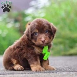 Walter/Mini Aussiedoodle									Puppy/Male	/7 Weeks,Hi, my name is Walter, and I’m an absolutely adorable Mini Aussiedoodle puppy with a happy personality and a heart full of love! I enjoy exploring new places, learning new things, and spending time with the people around me. Whether I’m playing with my favorite toys, going on little adventures, or curling up for cozy snuggles after a fun-filled day, I’m happiest when I’m surrounded by love and attention. With my soft, fluffy coat, bright, expressive eyes, and irresistible charm, I’m sure to bring joy and laughter wherever I go. I can’t wait to find my forever family and fill every day with love, companionship, and unforgettable memories.