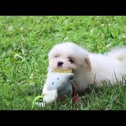Claudia/Lhasa Apso									Puppy/Female	/11 Weeks,Meet Claudia, an ACA Lhasa Apso puppy with a soft, fluffy coat and a friendly, affectionate personality. She enjoys spending time with people, playing with toys, and exploring her surroundings. Claudia has been raised with care and attention and is well on her way to becoming a loving companion for her new family.