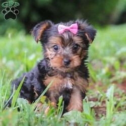 Luna/Yorkie									Puppy/Female	/9 Weeks,Hi, my name is Luna, and I’m an adorable ACA Registered Yorkshire Terrier puppy with a sweet personality and plenty of love to give! I have a beautiful coat, bright little eyes, and a playful, affectionate nature that makes me a wonderful companion. I enjoy exploring, playing with toys, and spending time with people, but I also love curling up for snuggles when it’s time to relax. I am up to date on my vaccines and dewormer and come with a one-year genetic health guarantee. My estimated adult weight is around 9 pounds, making me the perfect little companion to take along on life’s adventures.