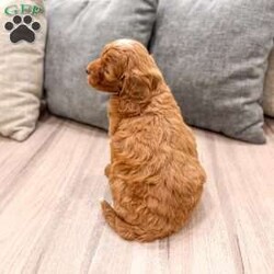 Alexus/Mini Goldendoodle									Puppy/Female	/11 Weeks,Hello there! I’m Alexus a beautiful Mini Goldendoodle puppy! These puppies have a Mom that weighs around 33 pounds and Dad weighs around 12 pounds! Alexus is the perfect addition to any family. Don’t miss the opportunity to bring home this delightful Mini Goldendoodle puppy! I’m well socialized with children and ready to fit into your family! I would love to fill your home with all of my  puppy love! I have been vet checked, microchipped and I am up to date on vaccinations and dewormings and will come with a one year genetic health guarantee. Call or text anytime to make me the newest addition to your family and get ready to spend a lifetime of tail wagging fun!  
