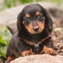 Adopt a dog:Buck/Dachshund/Female/April 27, 2026,Hi, I'm Buck! I'm a 12-week-old male Dachshund with a beautiful black & tan coat, born on April 27. I am ready now to plan my trip to my forever family. I'm AKC registered. I'm ready to make every day a little brighter with my puppy love.