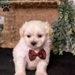 Marlin/Teddy Bear									Puppy/Male	/7 Weeks,Meet Marlin, a gorgeous cream teddy bear puppy with a soft, creamy white coat and an irresistibly sweet, fluffy appearance. Teddy bear puppies—also called Shichons or Zuchons—are a beloved cross between the Shih Tzu and Bichon Frise. Known for their plush coats, rounded faces, and small, sturdy frames, these companions typically grow to between 10 and 18 pounds. Their gentle, affectionate nature and adaptability make them an excellent choice for families, couples, seniors, and first-time dog owners alike.