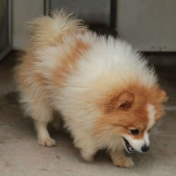 Max/Pomeranian									Puppy/Male	/10 Weeks,Meet Max! This beautiful pomeranian puppy is very friendly and playful. He is being family raised and is used to being around children. Max has been vet checked and is up-to-date on shots and deworming. This cutie is ready for his new home! You can call or text us for more information or to schedule a visit. 