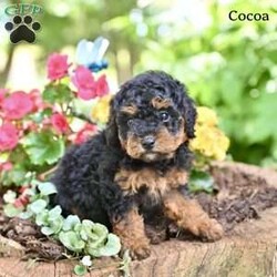 Cocoa/Miniature Poodle									Puppy/Female	/May 9th, 2026,These adorable Mini Poodle puppies are looking for loving homes where they will be cherished and spoiled with plenty of love and attention. They have been well socialized and enjoy spending time with people, making them wonderful companions . Their friendly personalities and playful nature make them a joy to be around.