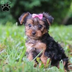 Luna/Yorkie									Puppy/Female	/9 Weeks,Hi, my name is Luna, and I’m an adorable ACA Registered Yorkshire Terrier puppy with a sweet personality and plenty of love to give! I have a beautiful coat, bright little eyes, and a playful, affectionate nature that makes me a wonderful companion. I enjoy exploring, playing with toys, and spending time with people, but I also love curling up for snuggles when it’s time to relax. I am up to date on my vaccines and dewormer and come with a one-year genetic health guarantee. My estimated adult weight is around 9 pounds, making me the perfect little companion to take along on life’s adventures.